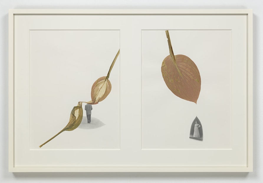 Dart, 2015