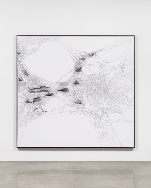 Arachne's handwoven Spider/Web Map of Andrómeda, with a duet of Nephila inaurata - four weeks and ensemble of Cyrtophora citricola - three week, 2021-2022